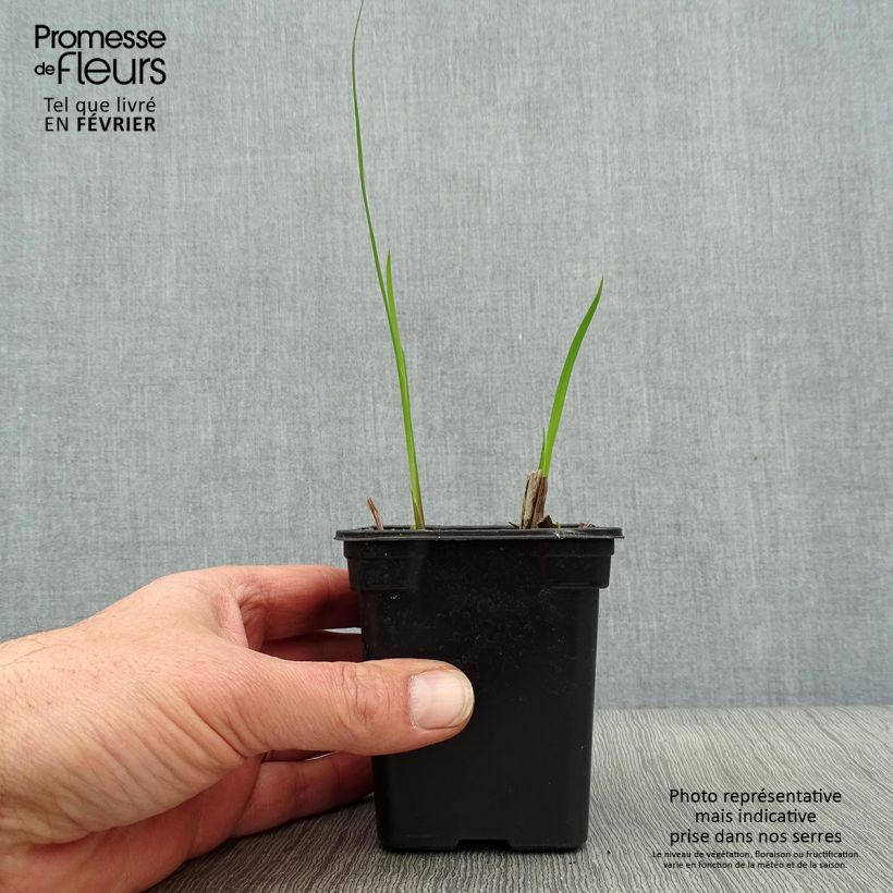 Crocosmia crocosmiiflora Météore Maceta de 7/8 cm Ejemplar entregado en invierno