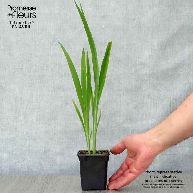 Crocosmia crocosmiiflora Météore Maceta de 7/8 cm Ejemplar entregado en la primavera