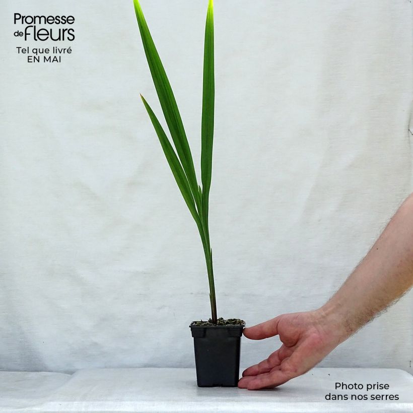 Crocosmia crocosmiiflora Mistral Maceta de 7/8 cm Ejemplar entregado en la primavera