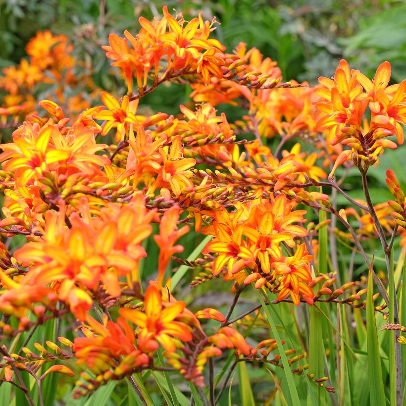 Crocosmia Firestarter (Porte)