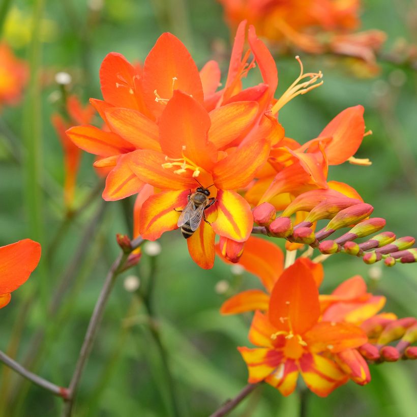 Crocosmia Scorchio (Floración)