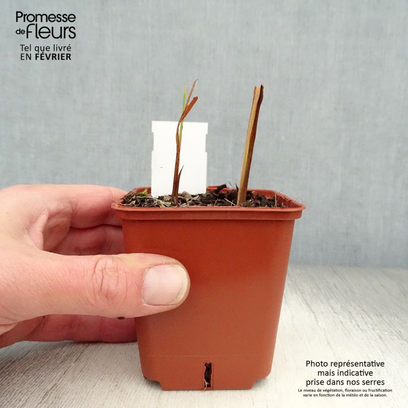 Crocosmia Paul’s Best Yellow Maceta de 8/9 cm Ejemplar entregado en invierno