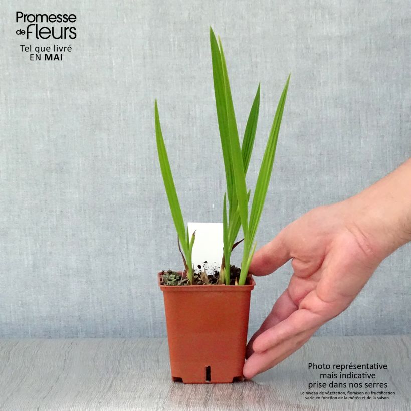 Crocosmia Paul’s Best Yellow Maceta de 8/9 cm Ejemplar entregado en la primavera