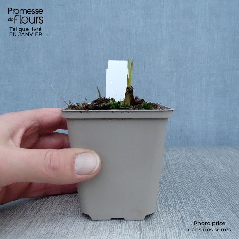 Crocosmia Saracen Maceta de 8/9 cm Ejemplar entregado en invierno