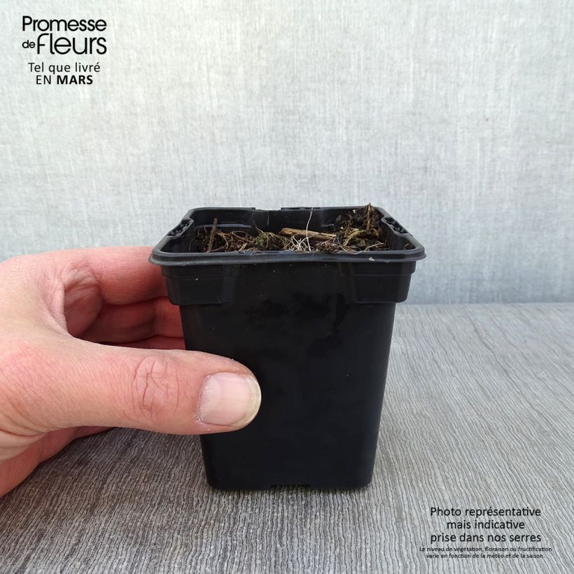 Crocosmia crocosmiflora Emily McKenzie Maceta de 7/8 cm Ejemplar entregado en invierno