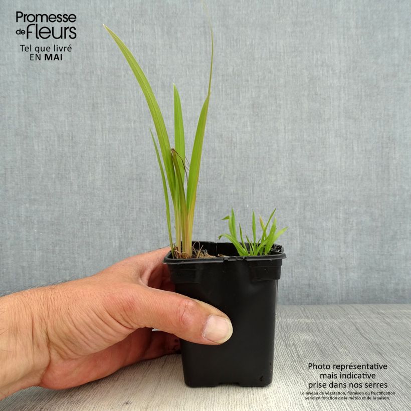 Crocosmia crocosmiflora Emily McKenzie Maceta de 7/8 cm Ejemplar entregado en la primavera