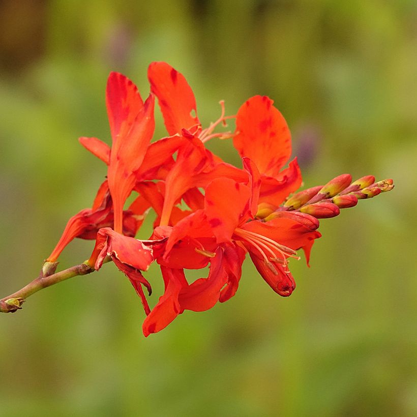 Crocosmia Hellfire (Floración)