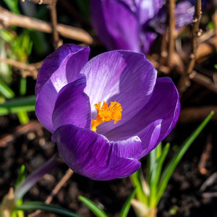 Crocus Flower Record (Floración)
