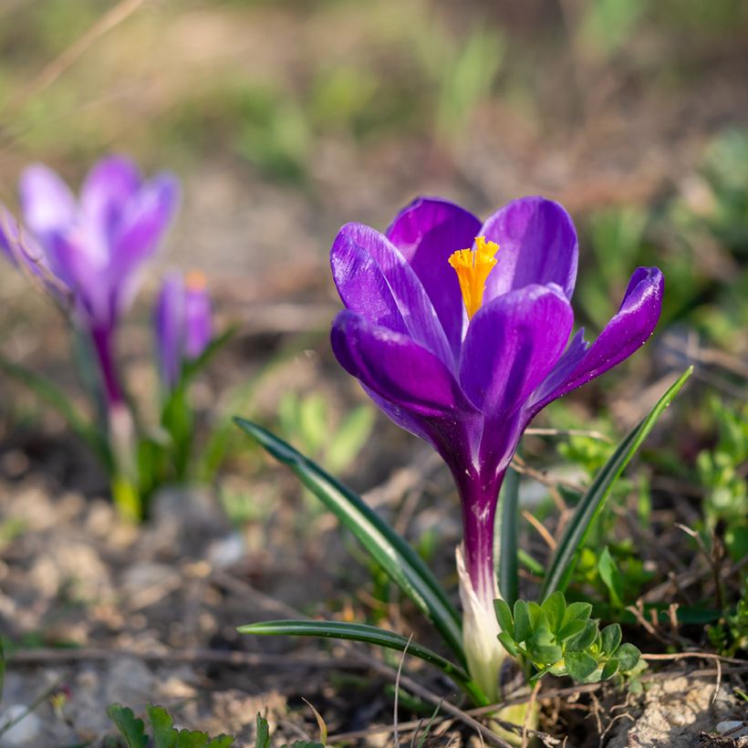 Crocus Flower Record (Porte)