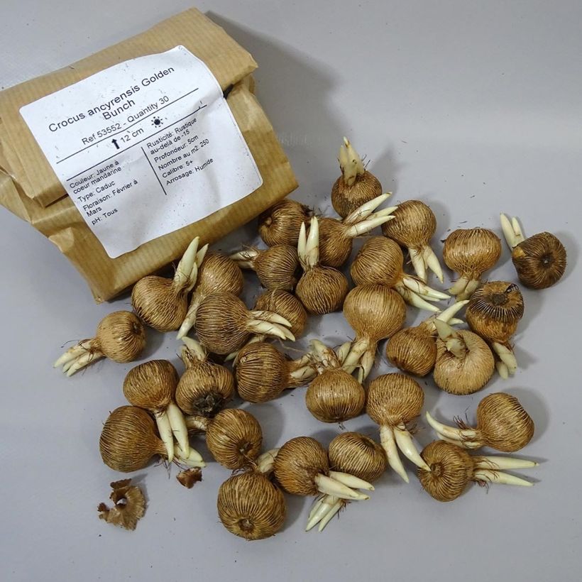 Ejemplo de ejemplar de Crocus ancyrensis Golden Bunch Bulbo calibre 5+ tal y como se entrega
