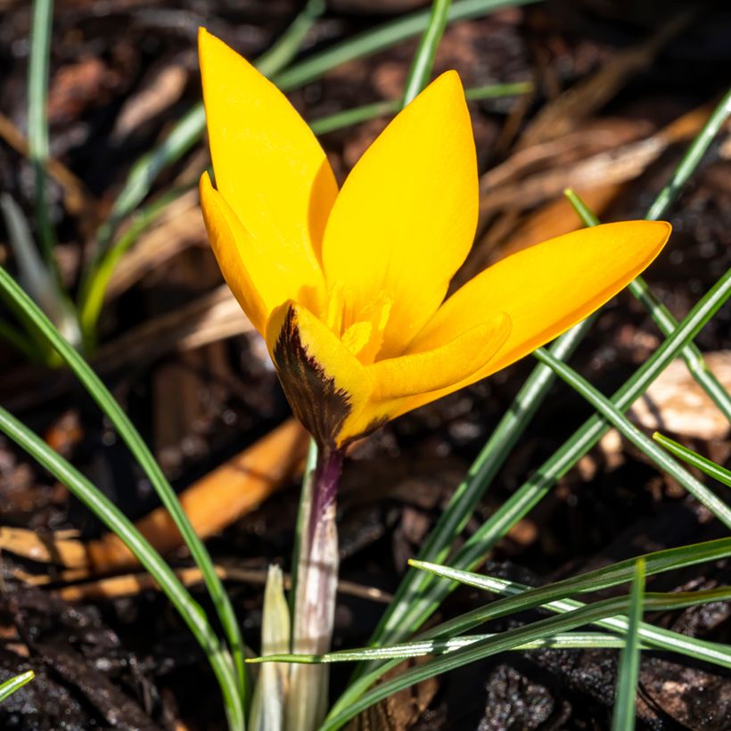 Crocus ancyrensis Golden Bunch (Porte)