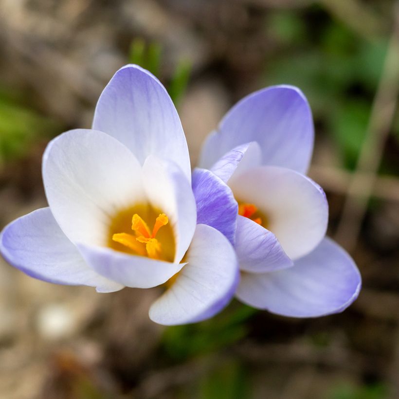 Crocus chrysanthus Blue Pearl (Floración)