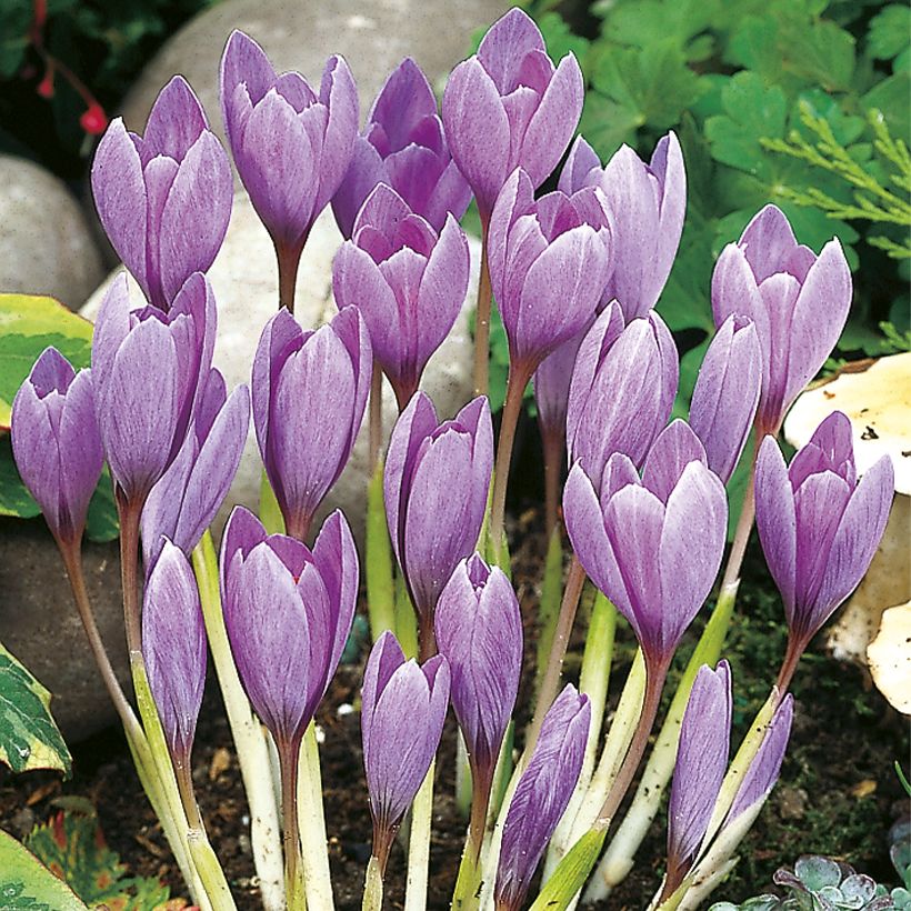 Crocus ligusticus (Porte)