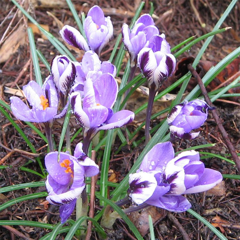 Crocus minimus (Porte)