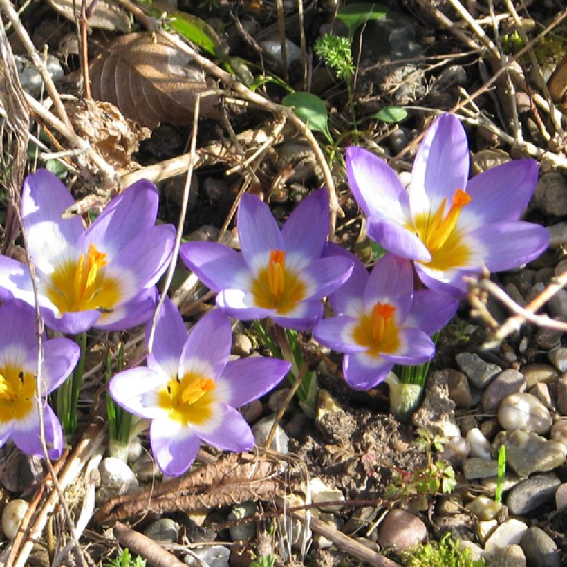 Crocus sieberi Tricolor (Floración)