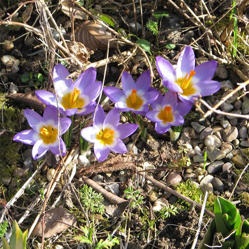 Crocus sieberi Tricolor (Porte)