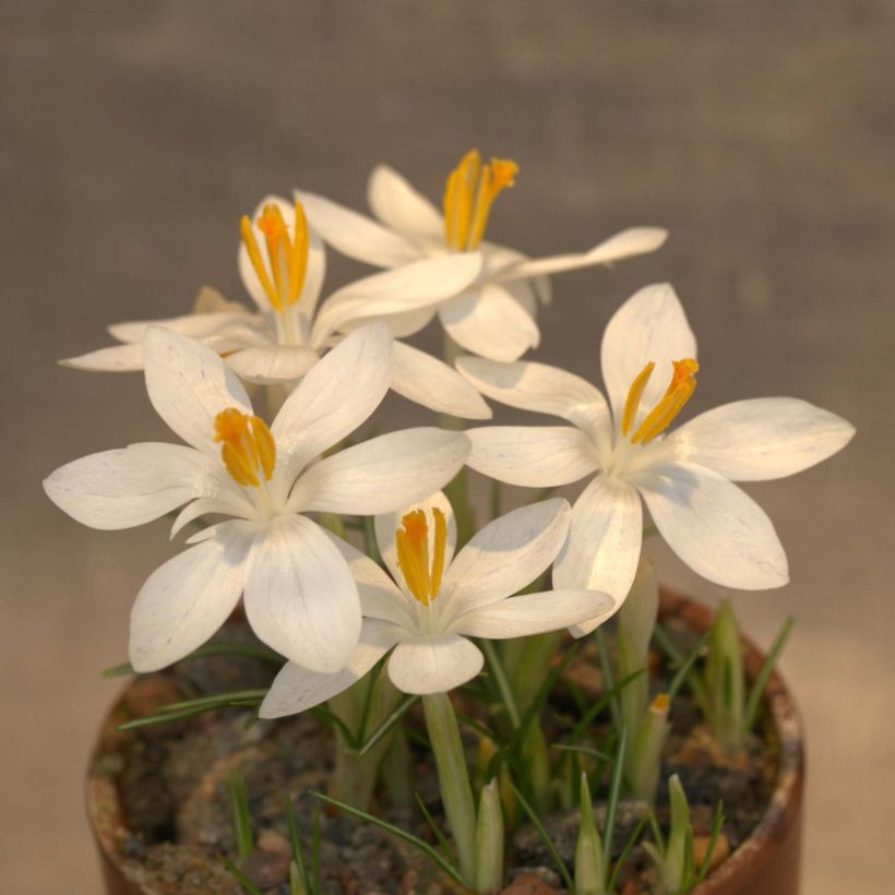 Crocus tommasinianus Albus (Floración)