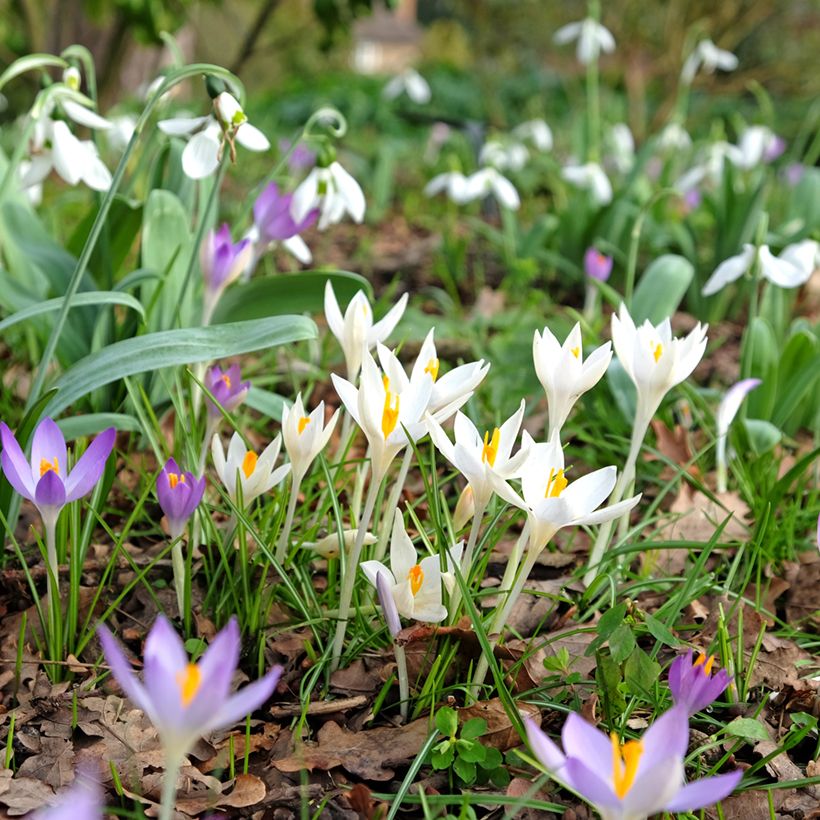 Crocus tommasinianus Albus (Porte)