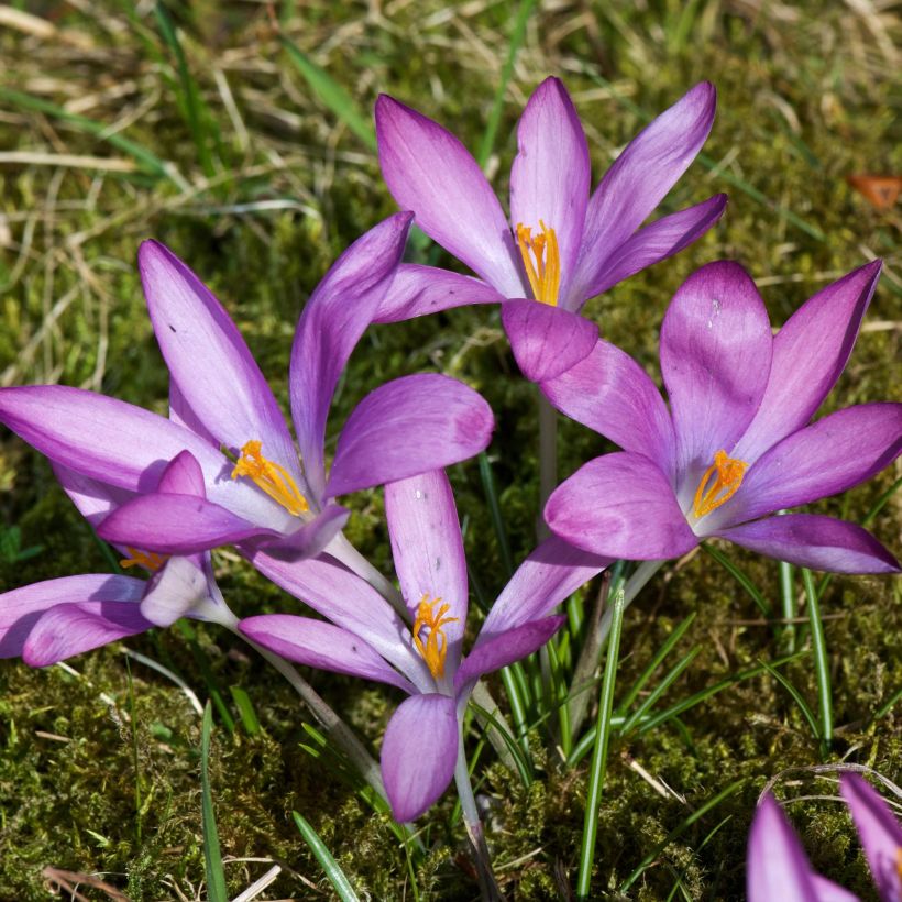 Crocus tommasinianus Roseus (Porte)
