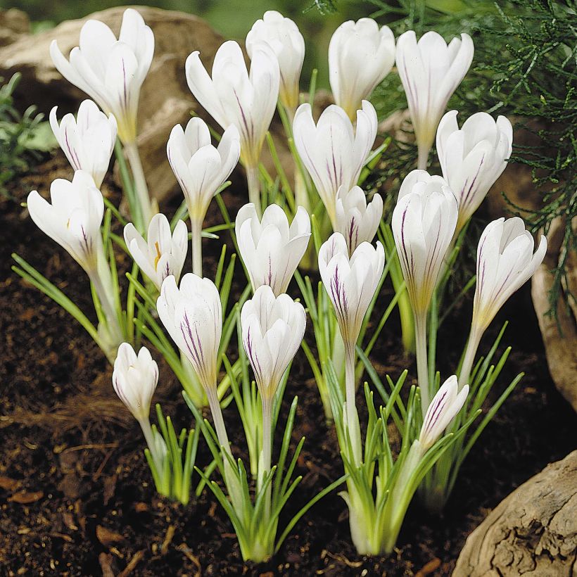 Crocus versicolor Picturatus (Floración)