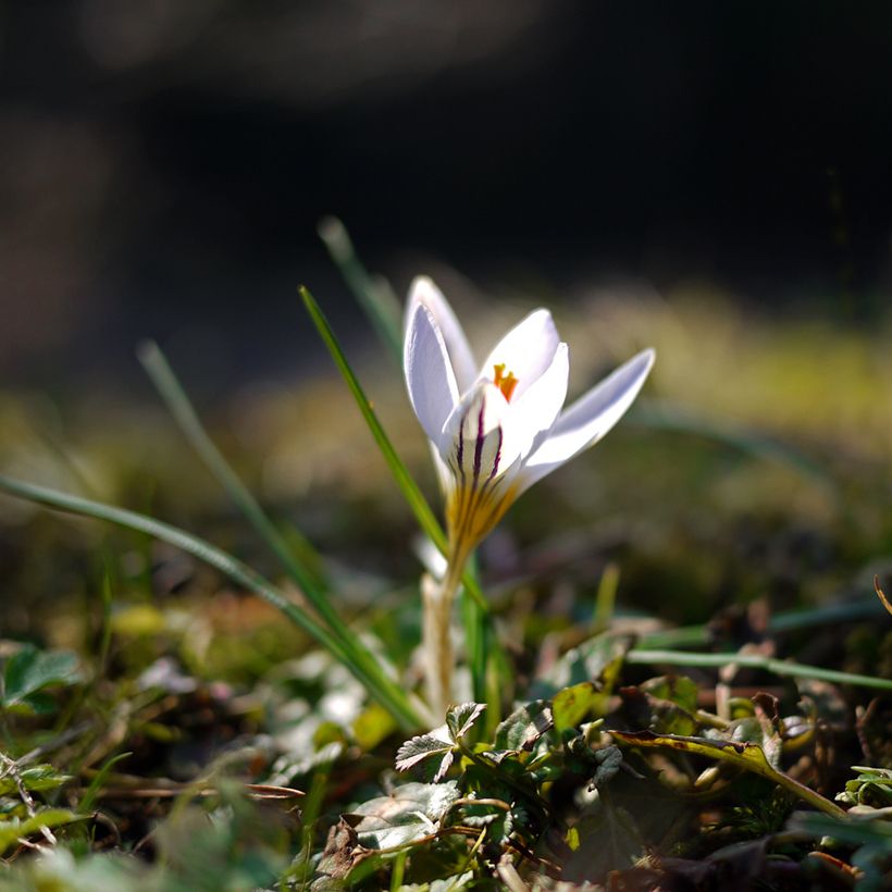 Crocus versicolor Picturatus (Porte)
