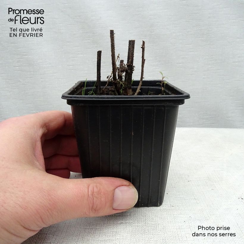 Alcachofa china BIO - Stachys affinis Maceta de 8/9 cm Ejemplar entregado en invierno