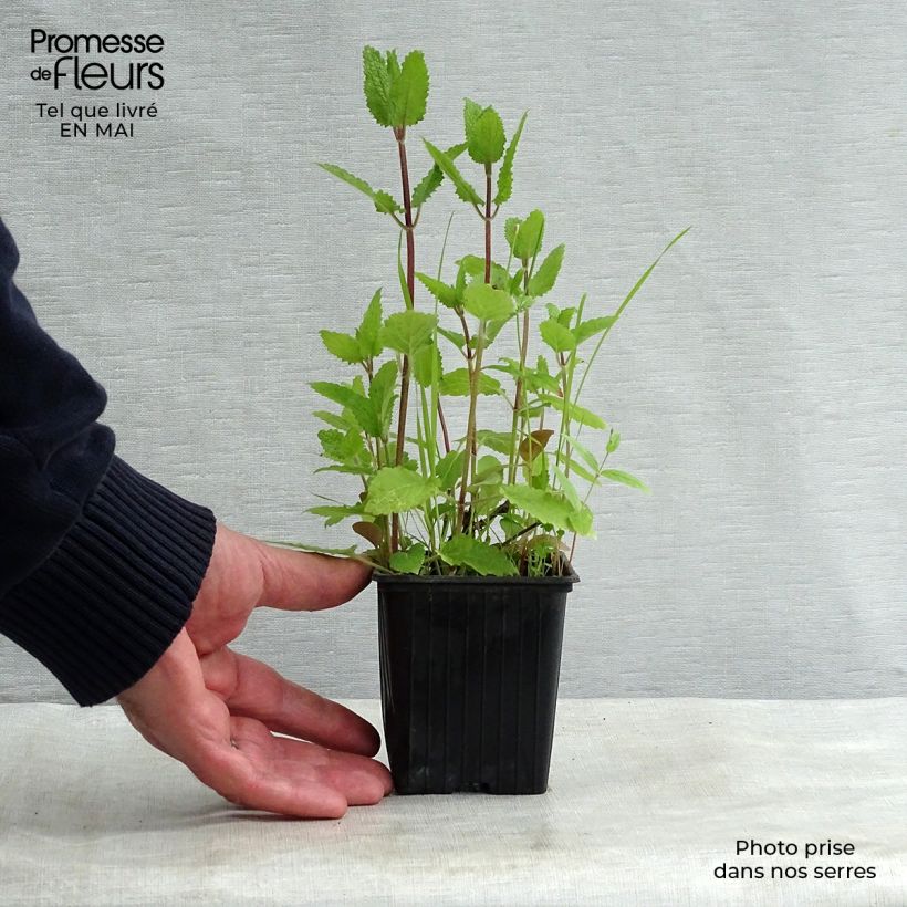 Alcachofa china BIO - Stachys affinis Maceta de 8/9 cm Ejemplar entregado en la primavera