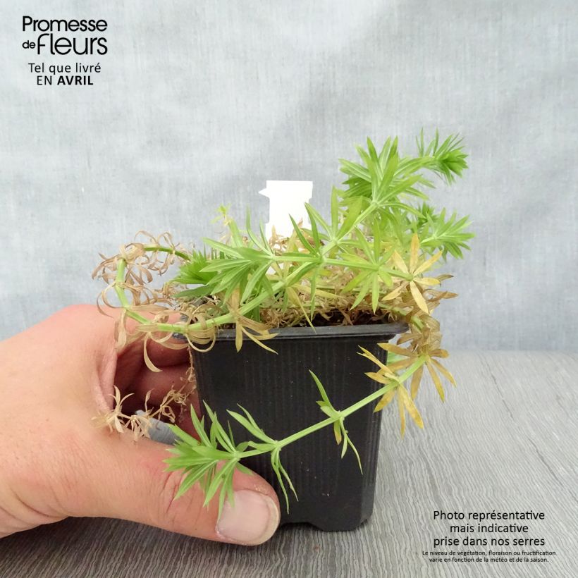 Phuopsis stylosa - Crucianela Maceta de 8/9 cm Ejemplar entregado en la primavera