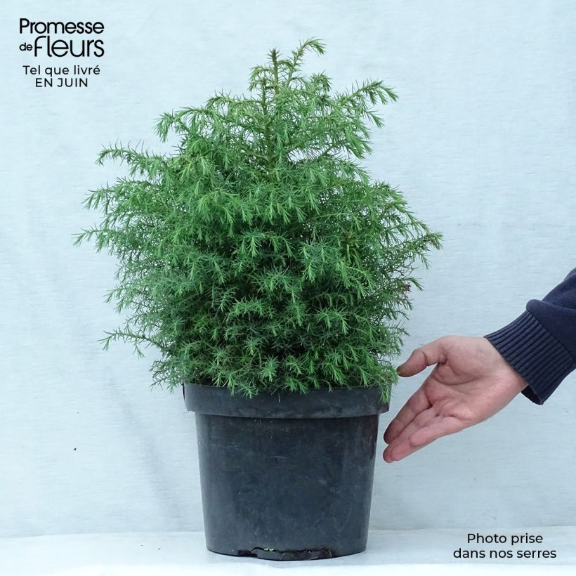 Ejemplar de Sugi Elegans Viridis - Cryptomeria japonica Maceta 7,5L/10L entregado en verano