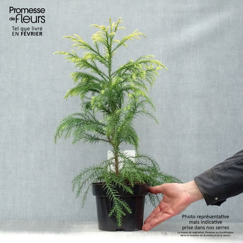 Sugi Sekkan Sugi - Cryptomeria japonica Maceta 2L/3L Ejemplar entregado en invierno