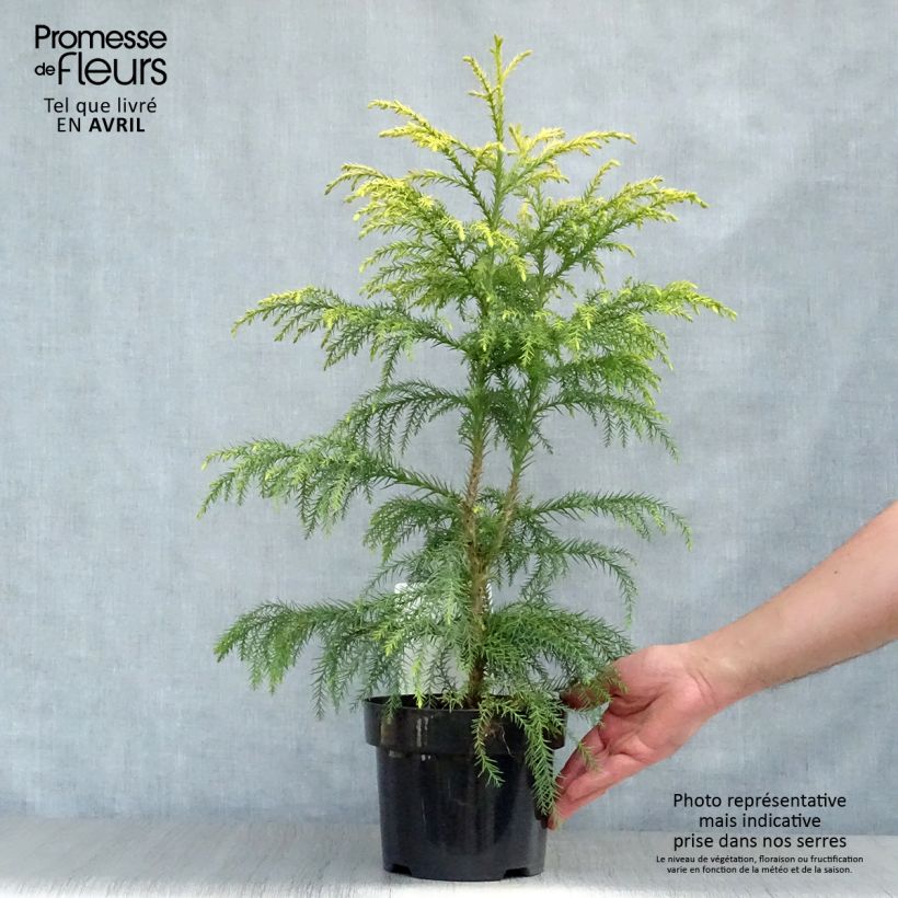 Sugi Sekkan Sugi - Cryptomeria japonica Maceta 2L/3L Ejemplar entregado en la primavera