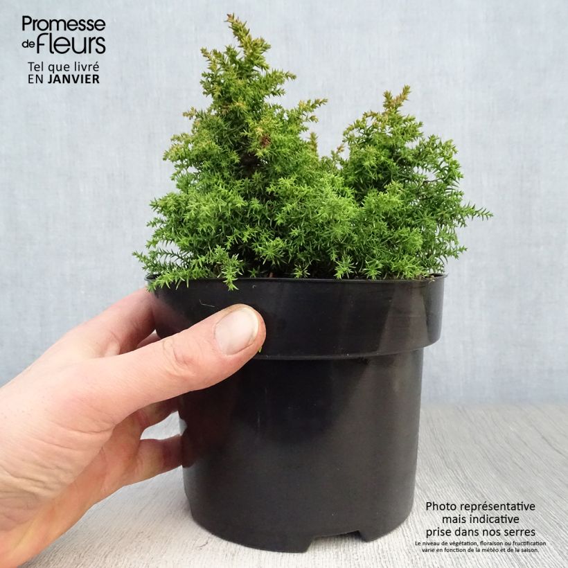 Sugi Twinkle Toes - Cryptomeria japonica Maceta 2L/3L Ejemplar entregado en invierno