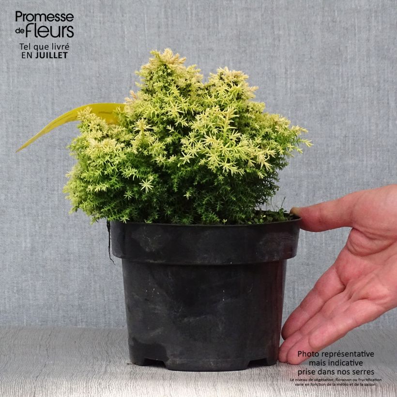 Ejemplar de Sugi Twinkle Toes - Cryptomeria japonica Maceta 2L/3L entregado en verano