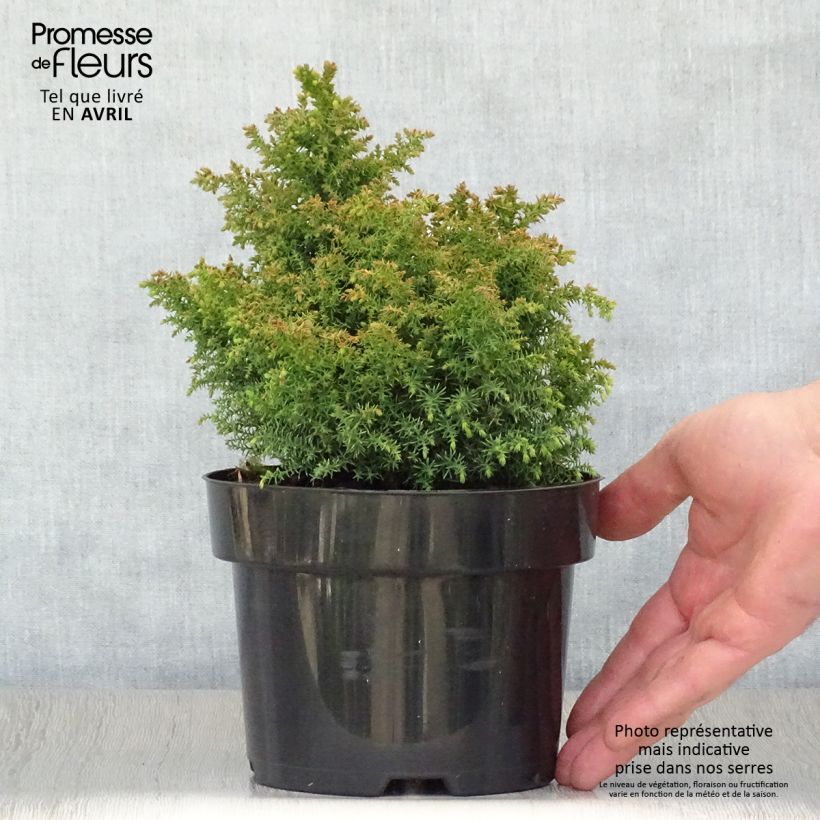 Sugi Twinkle Toes - Cryptomeria japonica Maceta 2L/3L Ejemplar entregado en la primavera