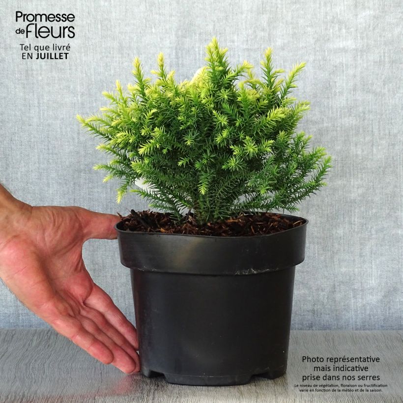 Ejemplar de Sugi Vilmorin Gold - Cryptomeria japonica Maceta 2L/3L entregado en verano