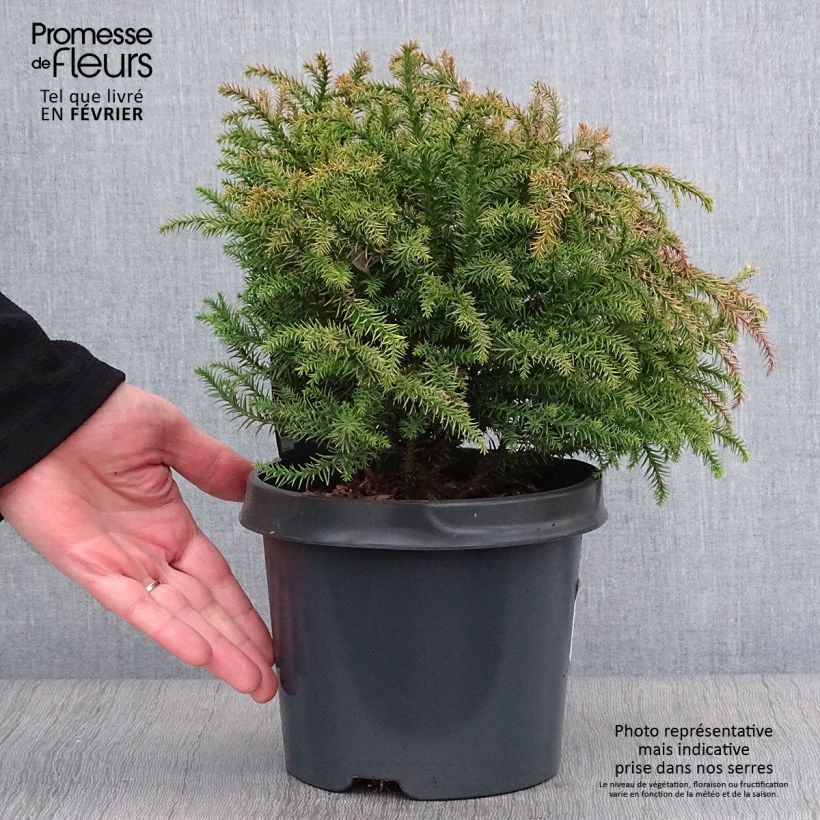 Sugi Vilmorin Gold - Cryptomeria japonica Maceta 2L/3L Ejemplar entregado en invierno