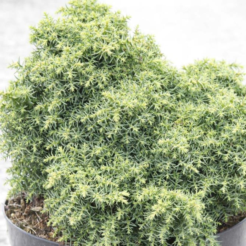 Sugi Yokohama - Cryptomeria japonica (Follaje)
