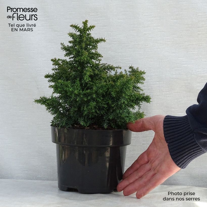 Sugi Yokohama - Cryptomeria japonica Maceta 2L/3L Ejemplar entregado en la primavera
