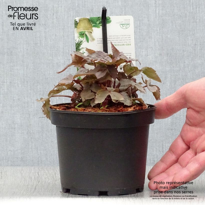 Cryptotaenia japonica f. atropurpurea - Perejil japonés Maceta 1,5L/2L Ejemplar entregado en la primavera