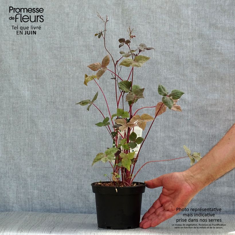Ejemplar de Cryptotaenia japonica f. atropurpurea - Perejil japonés Maceta 1,5L/2L entregado en verano