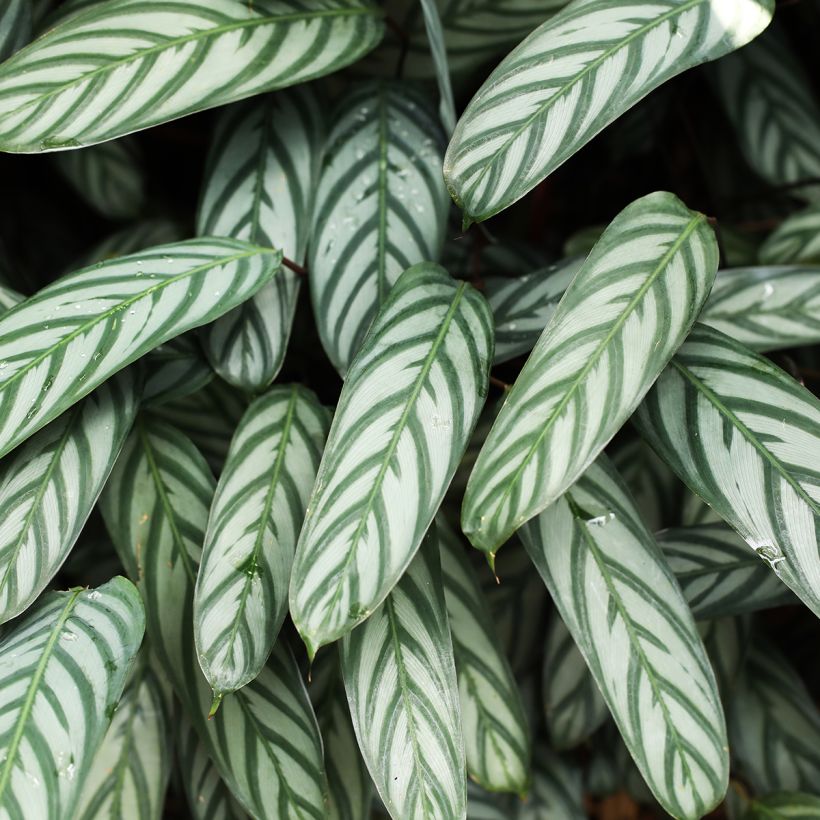 Ctenanthe Compactstar (Follaje)