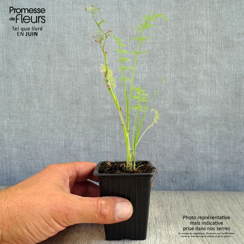 Ejemplar de Alcaravea Bio - Carum carvi Maceta de 8/9 cm entregado en verano