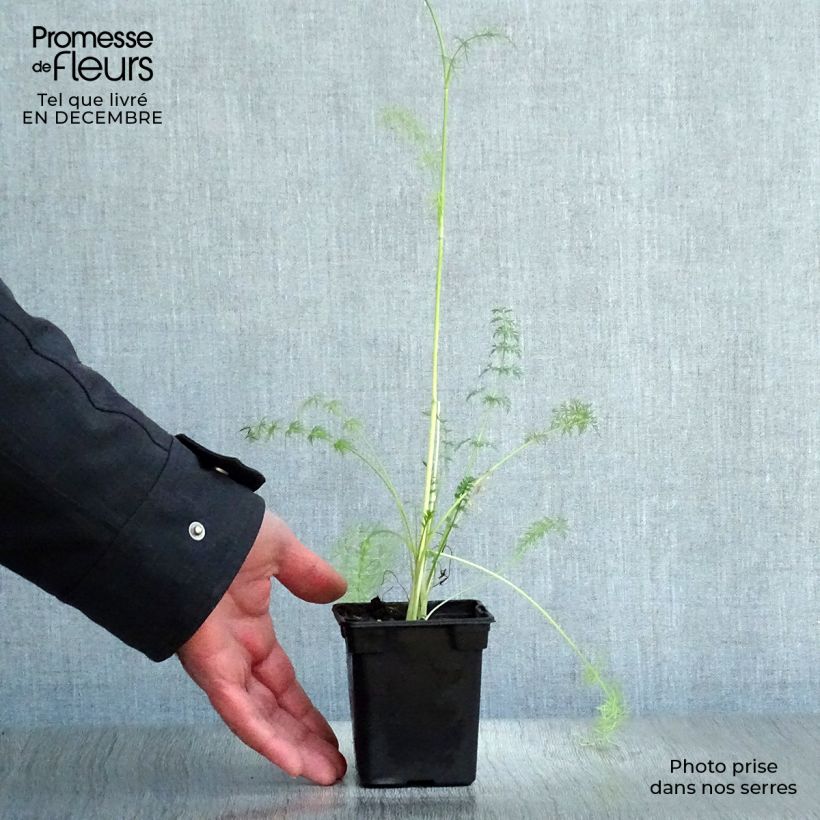 Alcaravea Bio - Carum carvi Maceta de 8/9 cm Ejemplar entregado en invierno