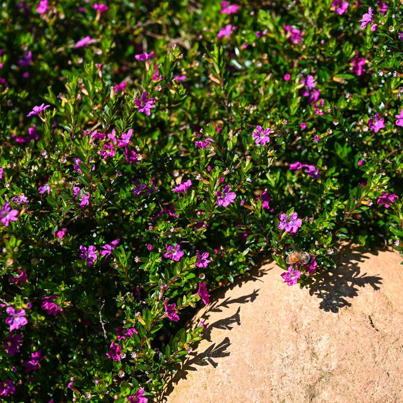 Cuphea hyssopifolia Purple - Cufea (Porte)