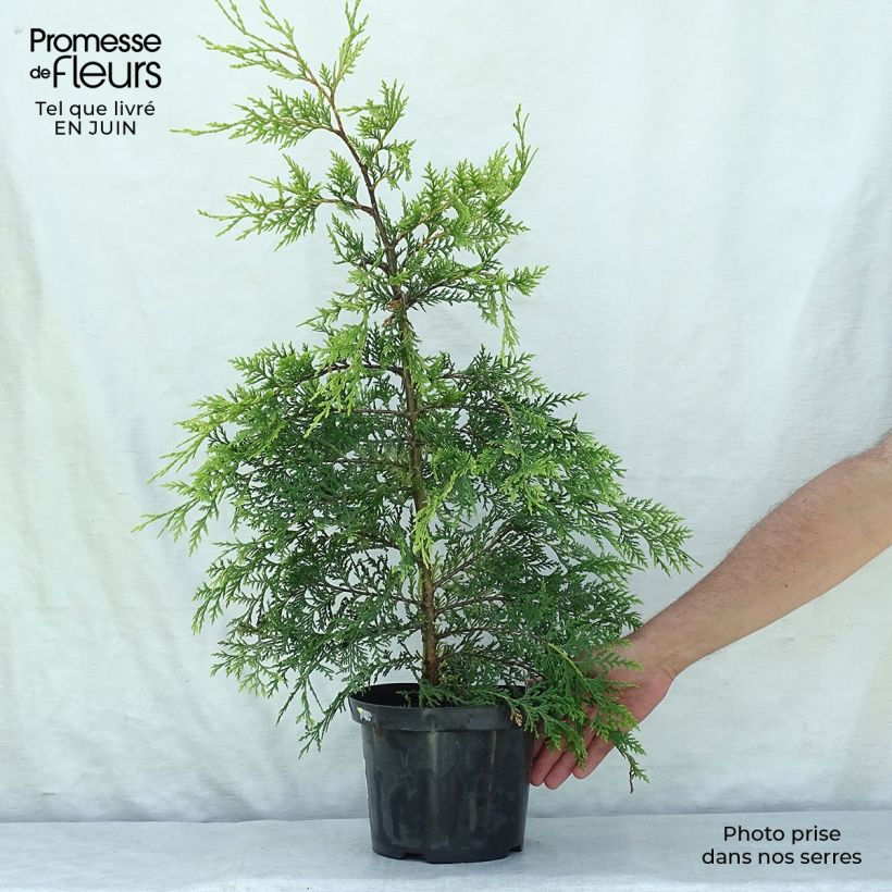 Ejemplar de Ciprés leylandii Castlewellan Gold - Cupressocyparis Maceta 3L/4L entregado en verano