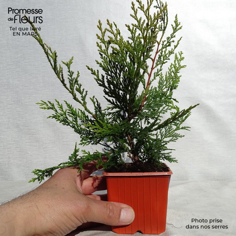 Ciprés leylandii Castlewellan Gold - Cupressocyparis Maceta de 8/9 cm Ejemplar entregado en la primavera