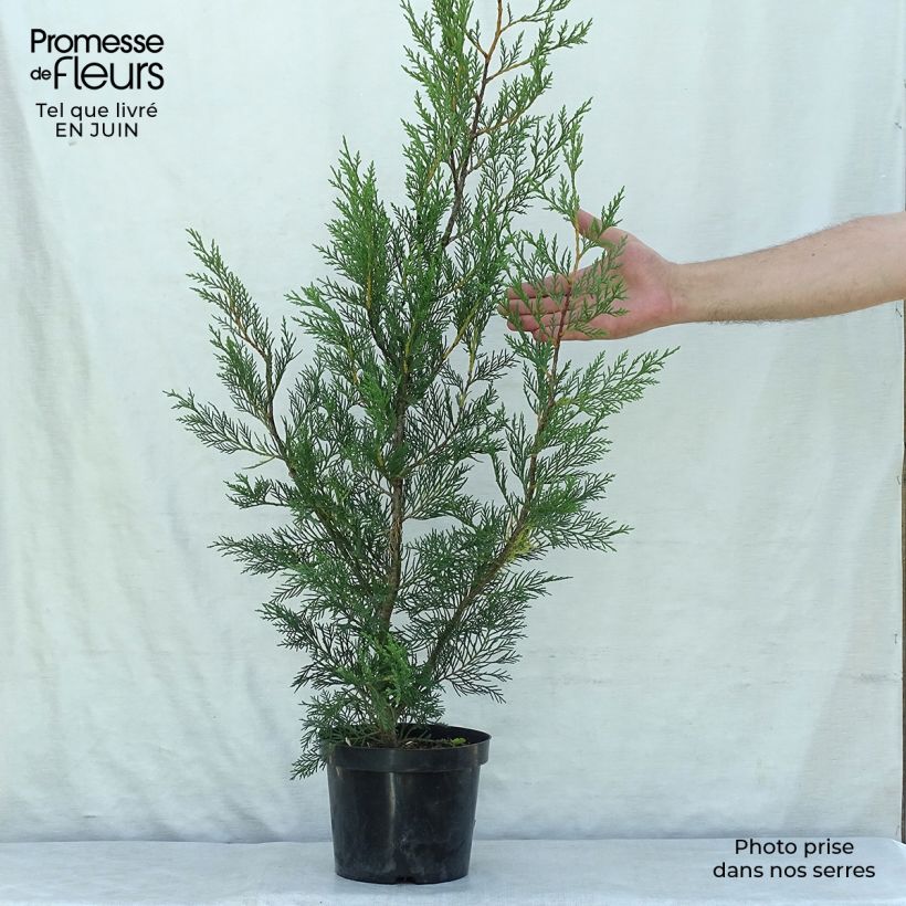 Ejemplar de Ciprés leylandii 2001 - Cupressocyparis Maceta 2L/3L entregado en verano