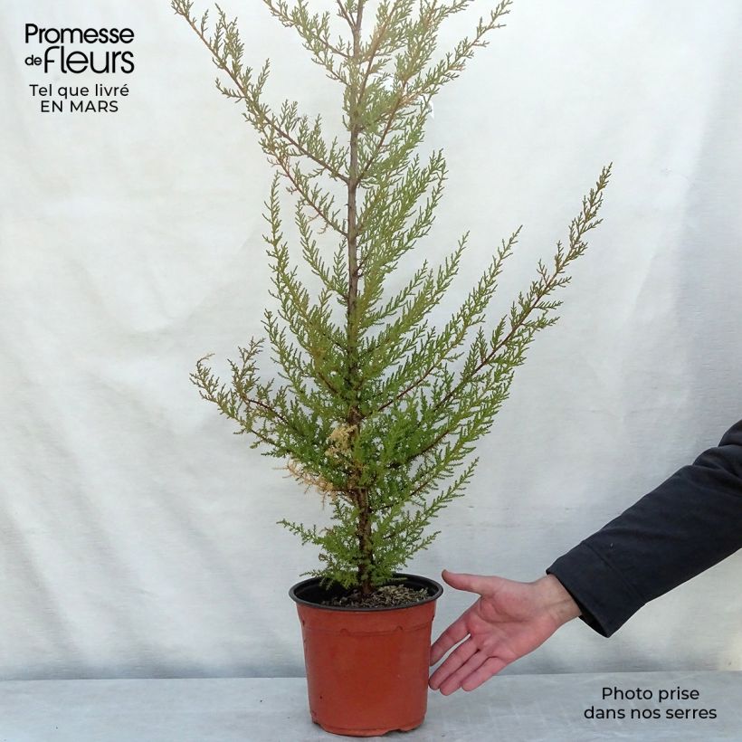 Cupressus macrocarpa - Ciprés de Monterrey Maceta 2L/3L Ejemplar entregado en invierno