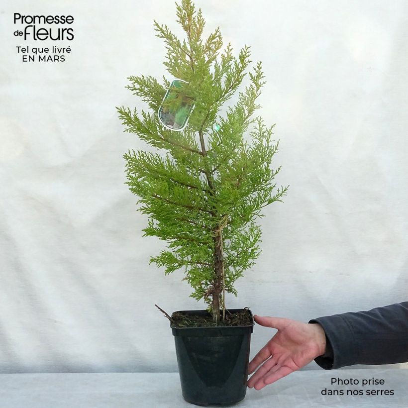 Cupressus macrocarpa Goldcrest - Ciprés de Monterrey Maceta 4L/5L Ejemplar entregado en la primavera