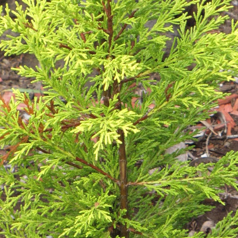 Cupressus macrocarpa Wilma - Ciprés de Monterre (Follaje)